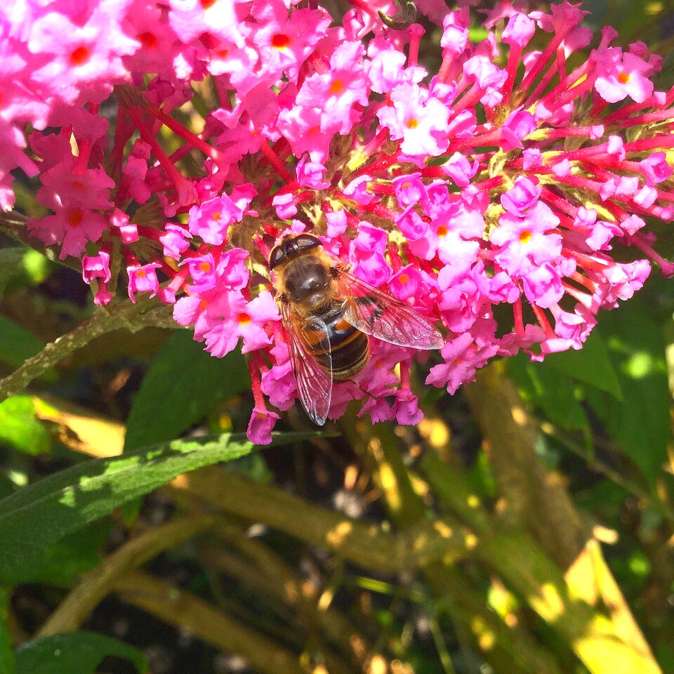 Blossom bloom nectar