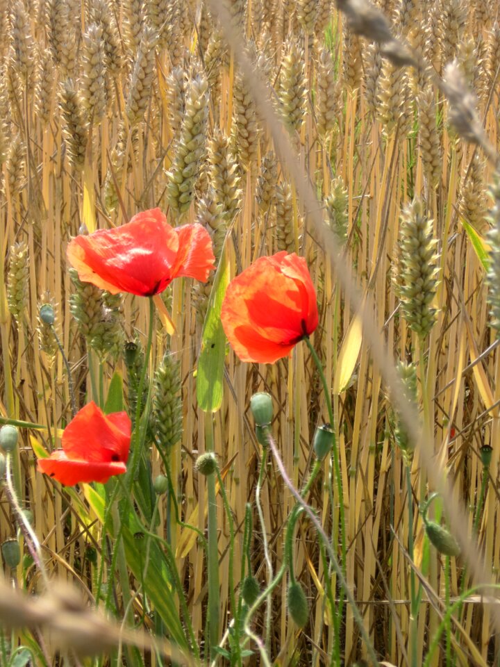 Wheat nature red poppy