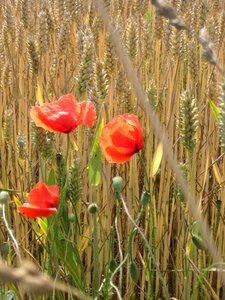 Wheat nature red poppy