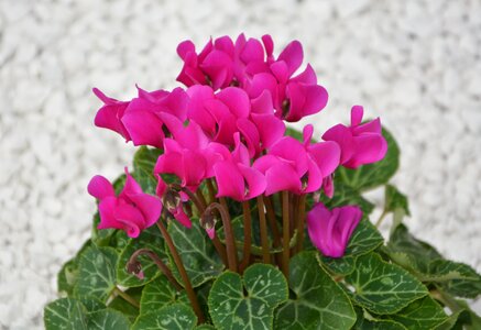 Nature flowering plant plants