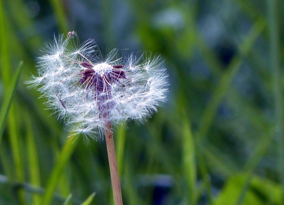 Flower plant nature photo