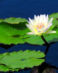 Nature flower floral