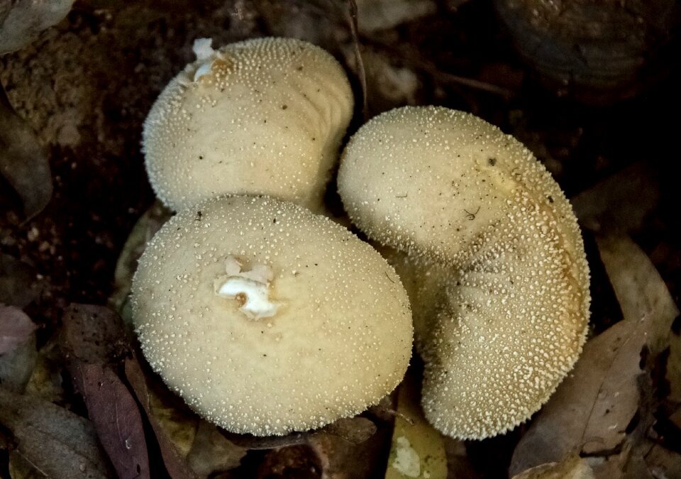 Mushrooms texture forest