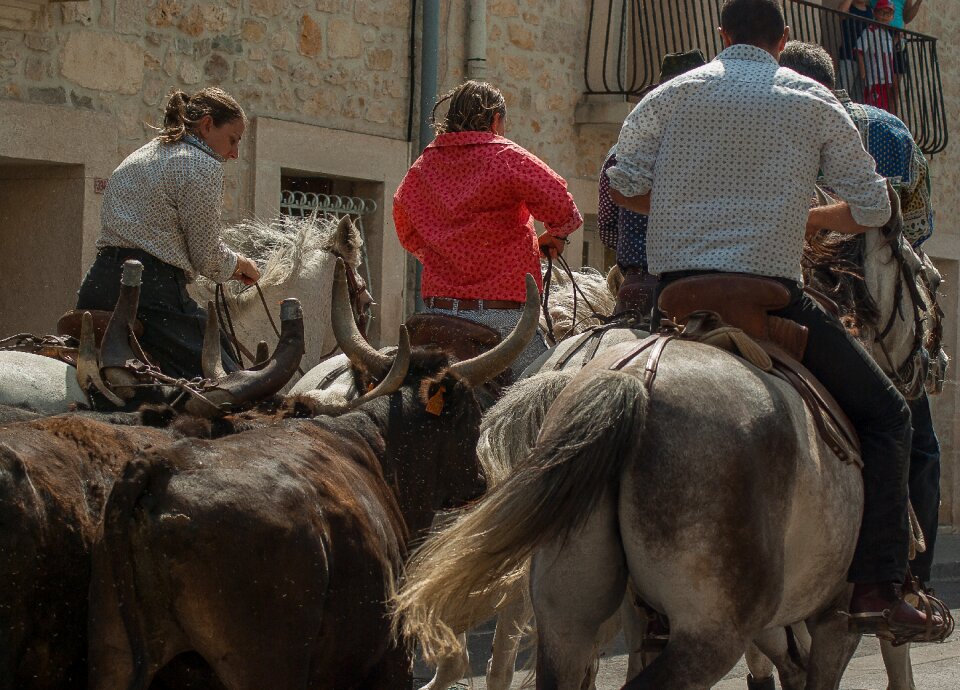 Gardians bulls camargue race