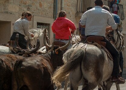 Gardians bulls camargue race