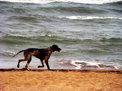 Dogs port harbor