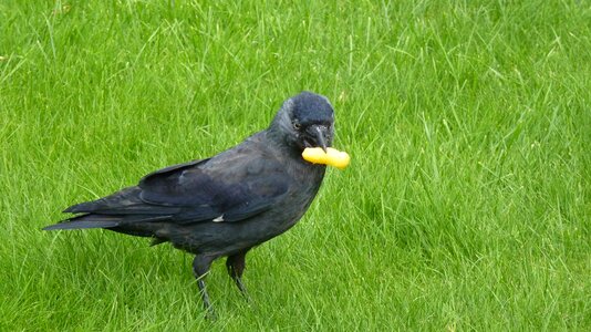 Raven bird animal black