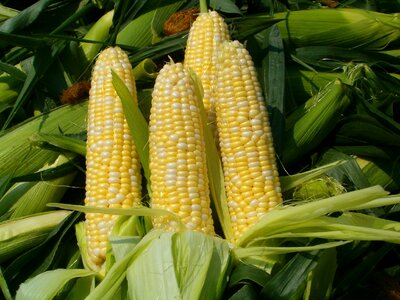 Grains food photo