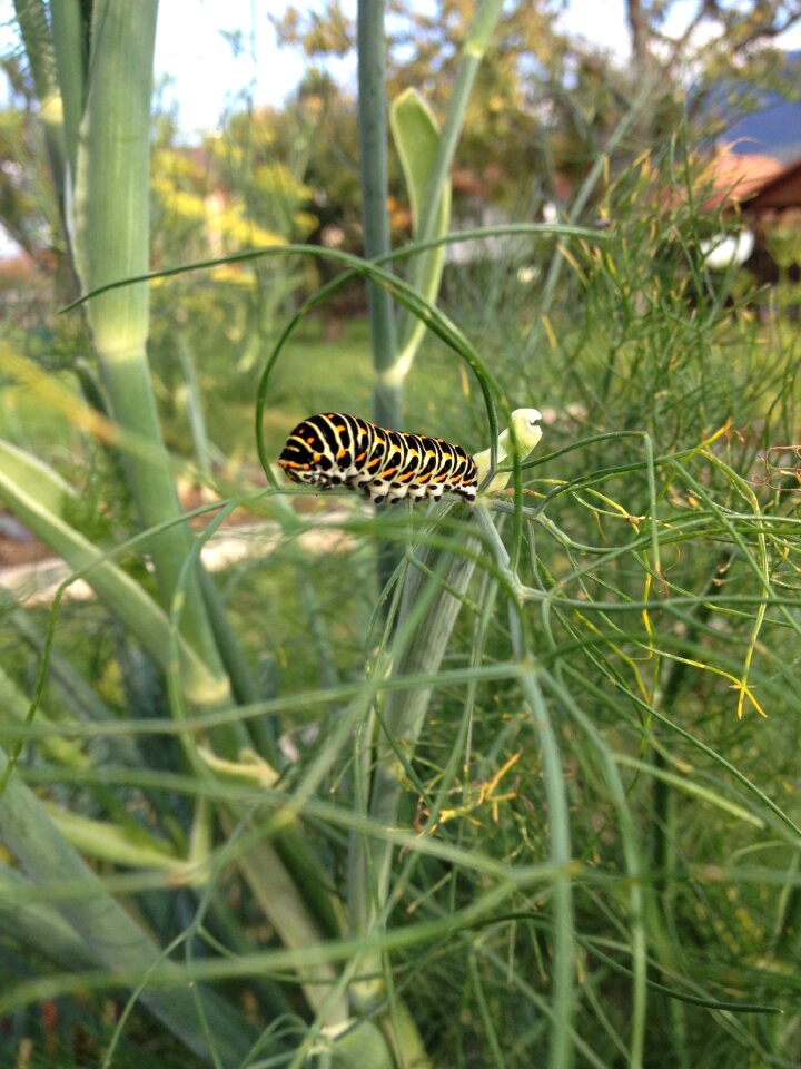 Caterpillar swallowtail insect