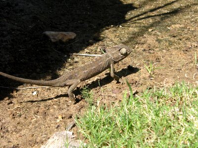 Chameleon animal nature photo