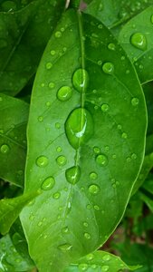 Raindrops droplets green