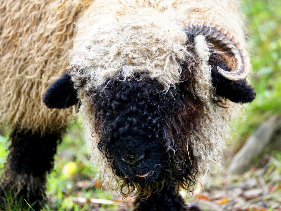 Livestock black white