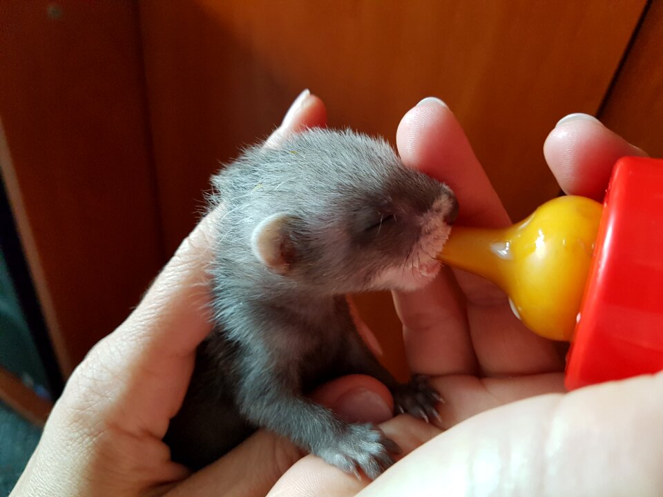Ferret feeding bottle