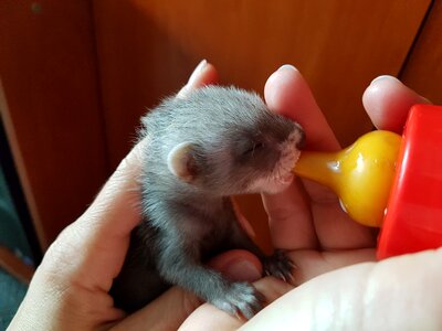 Ferret feeding bottle