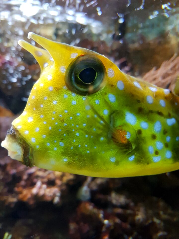 Aquarium underwater zoo