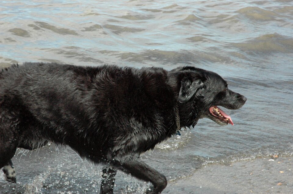 Pet animal canine