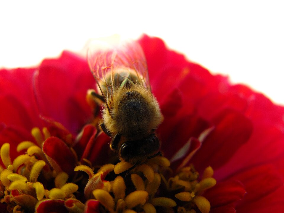 Nature summer macro