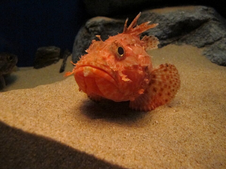 The general aquarium fish