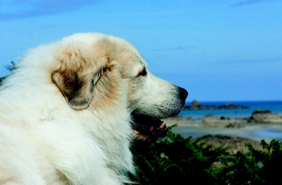 Outdoor purebred dog male