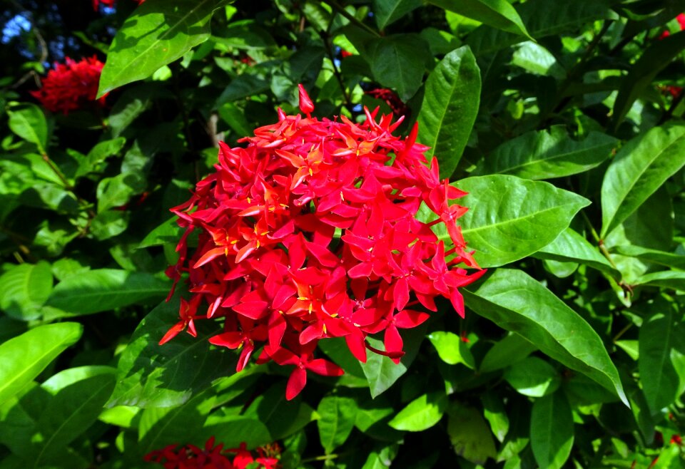 Vedchi rangan chethi