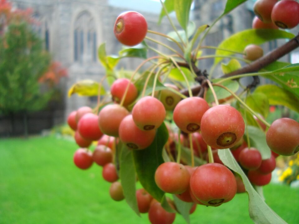 Red fruit