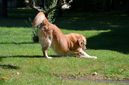 Dog golden animal company