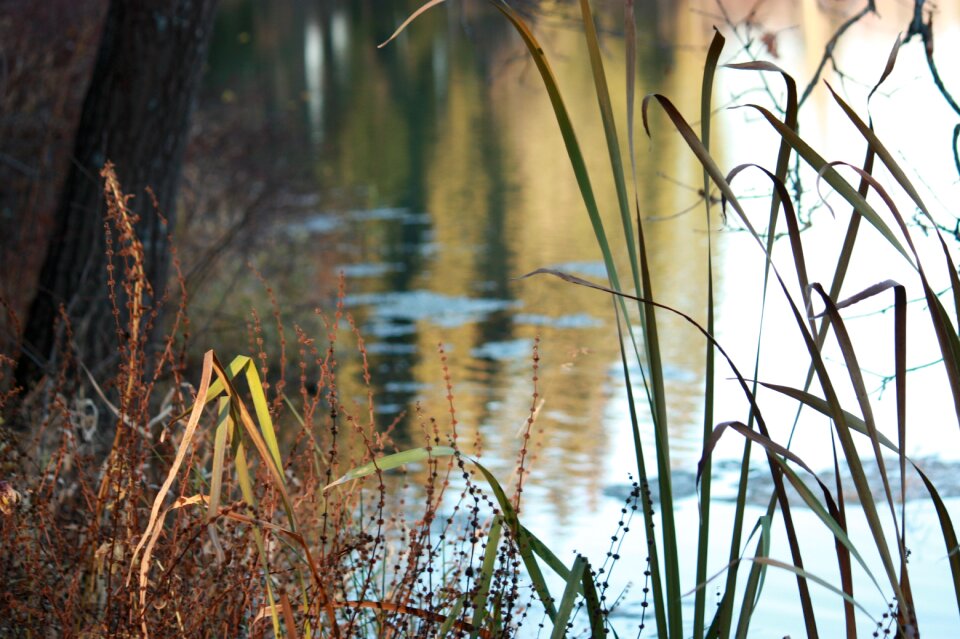 River grass landscape
