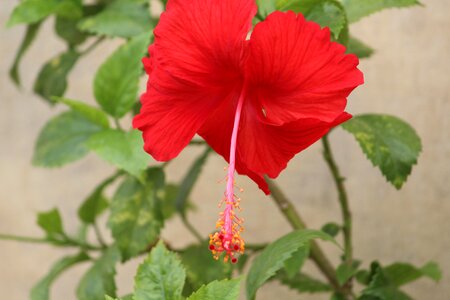 Red stamen anther photo