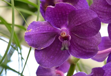 Plant flowering nature