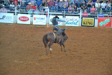 Western cowboy animal