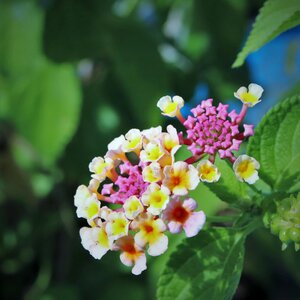 Plants colorful rainbow