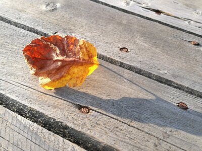 Dry plank rust