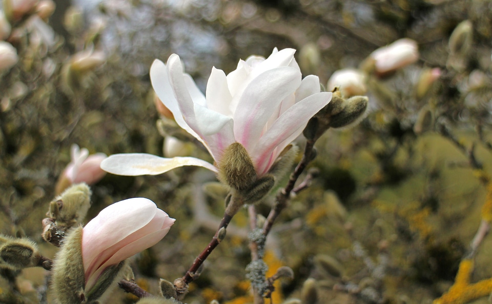 White pink flowering stems