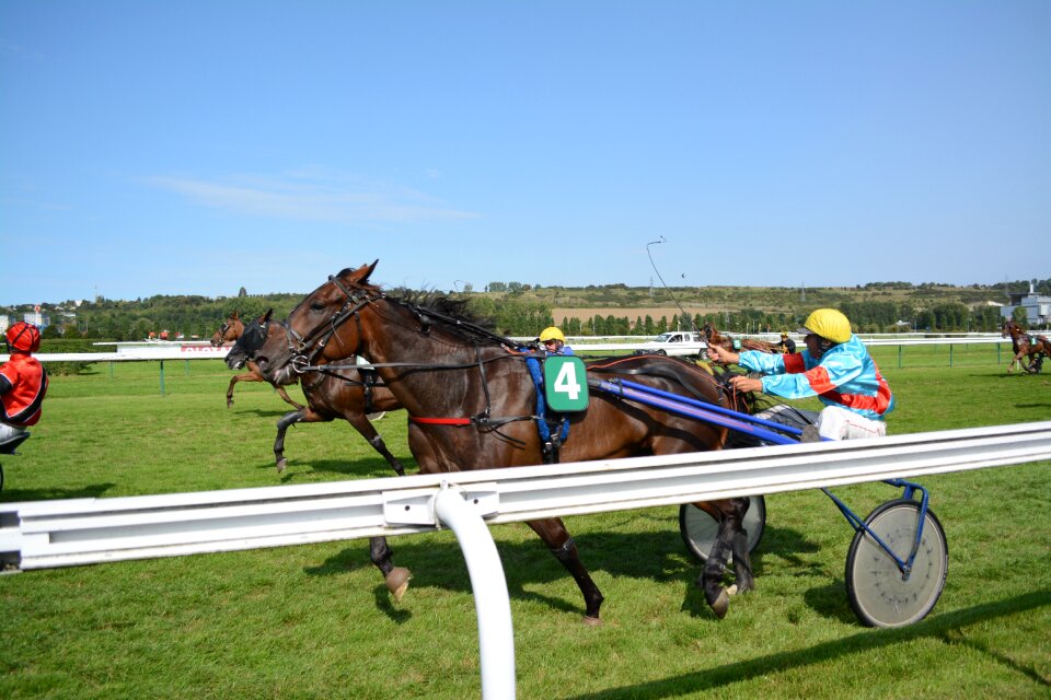 Race horses horse racing
