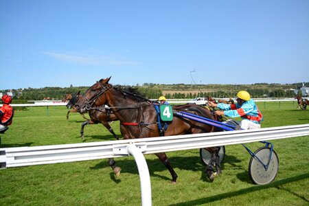 Race horses horse racing photo