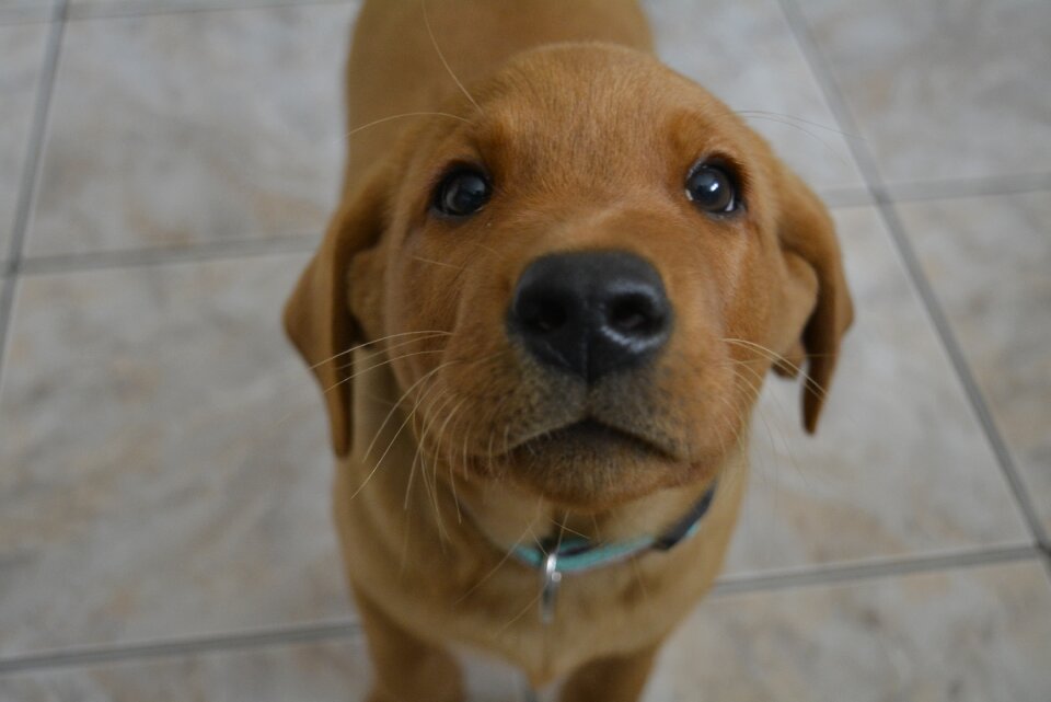 Pet photography quadruped cute photo