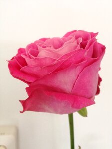 Rose flower pink flower photo