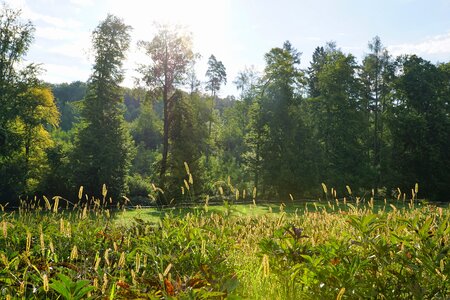 Alpine nature swiss photo