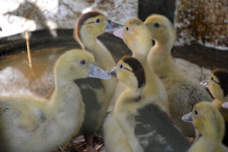 Ducks ducklings baby duck photo