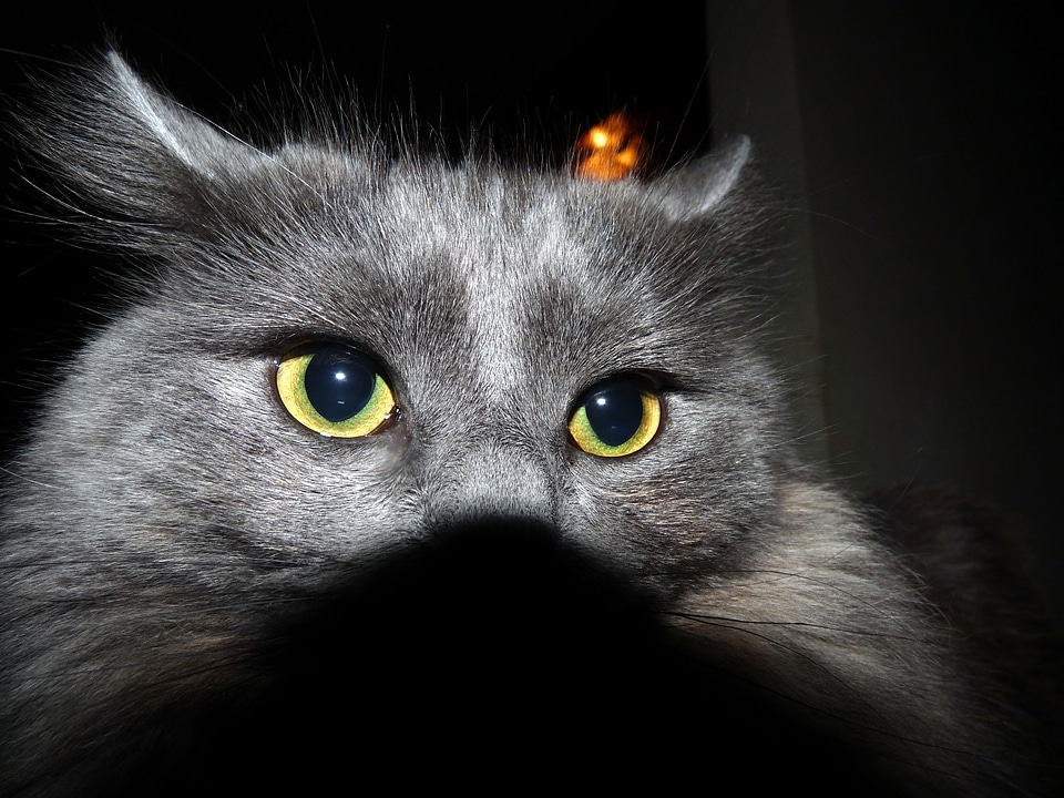 Kitty pet animal