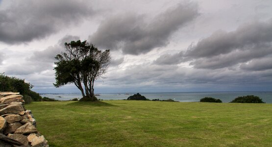 Tree forward weather