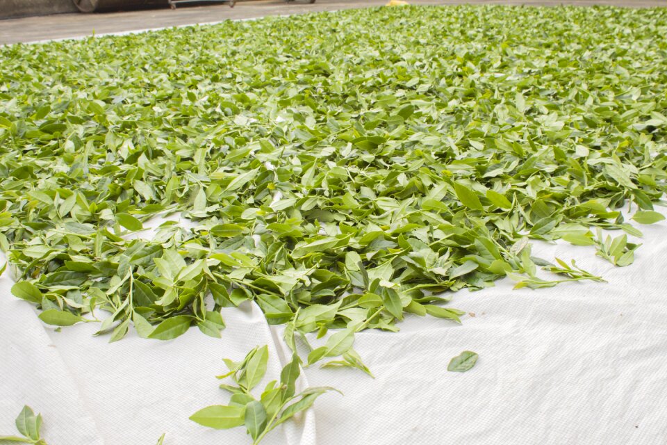 Anxi tieguanyin tea drying green ecological tea garden
