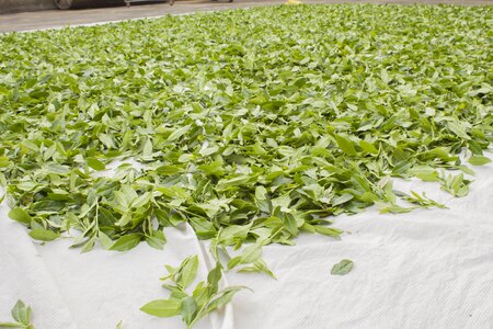 Anxi tieguanyin tea drying green ecological tea garden
