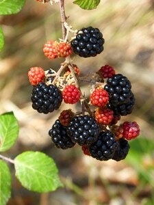 Fruits of the forest zarza wild photo