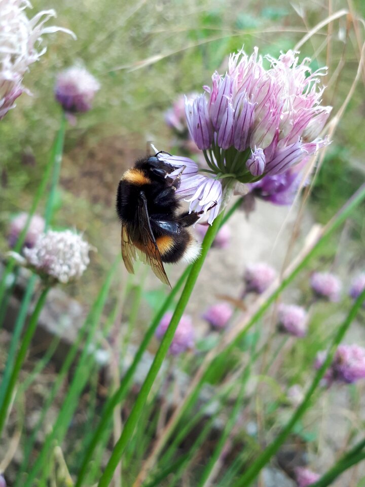Purple insect pollen