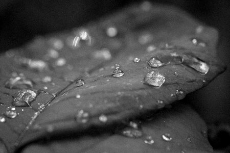 Rain season garden