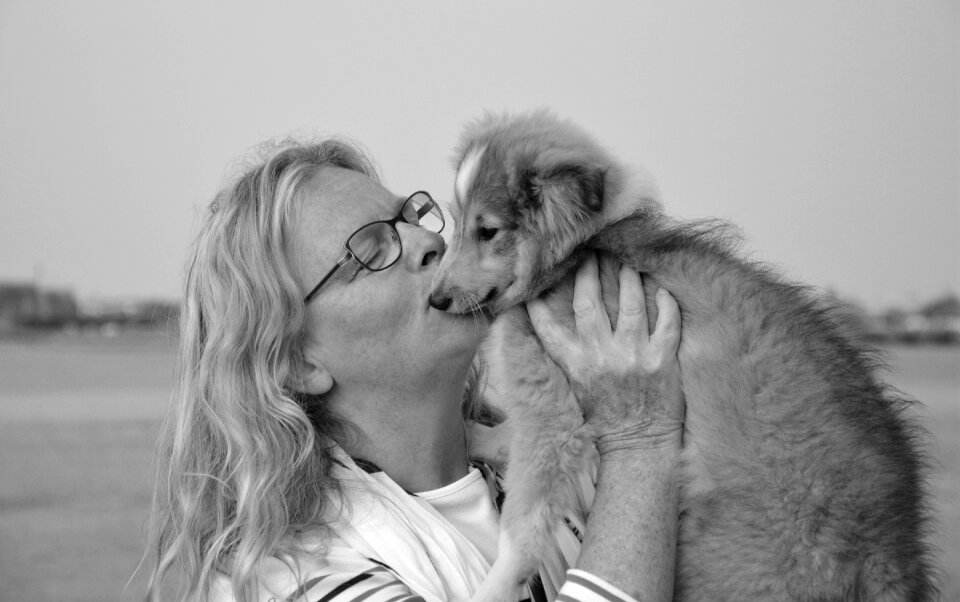 Shetland sheepdog tenderness complicity