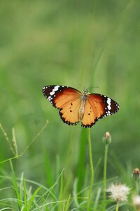 Nature colorful
