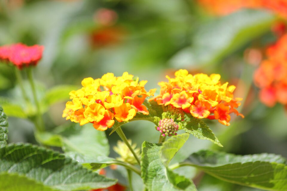 Yellow romance