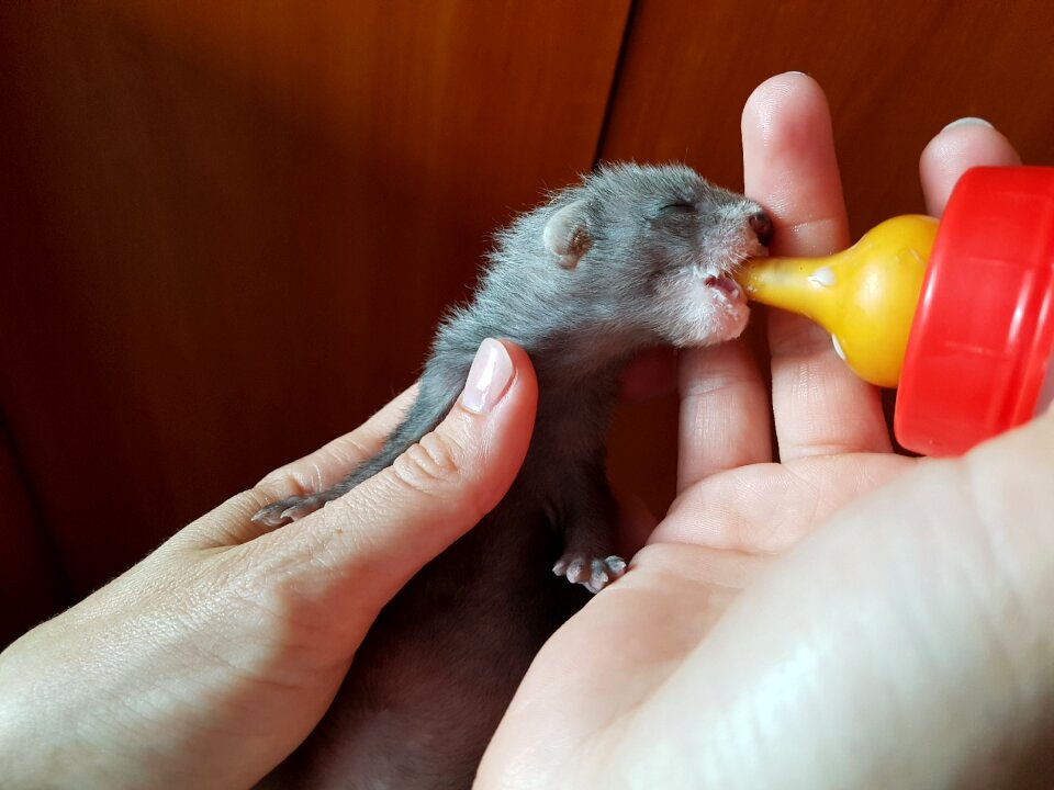 Ferret feeding bottle